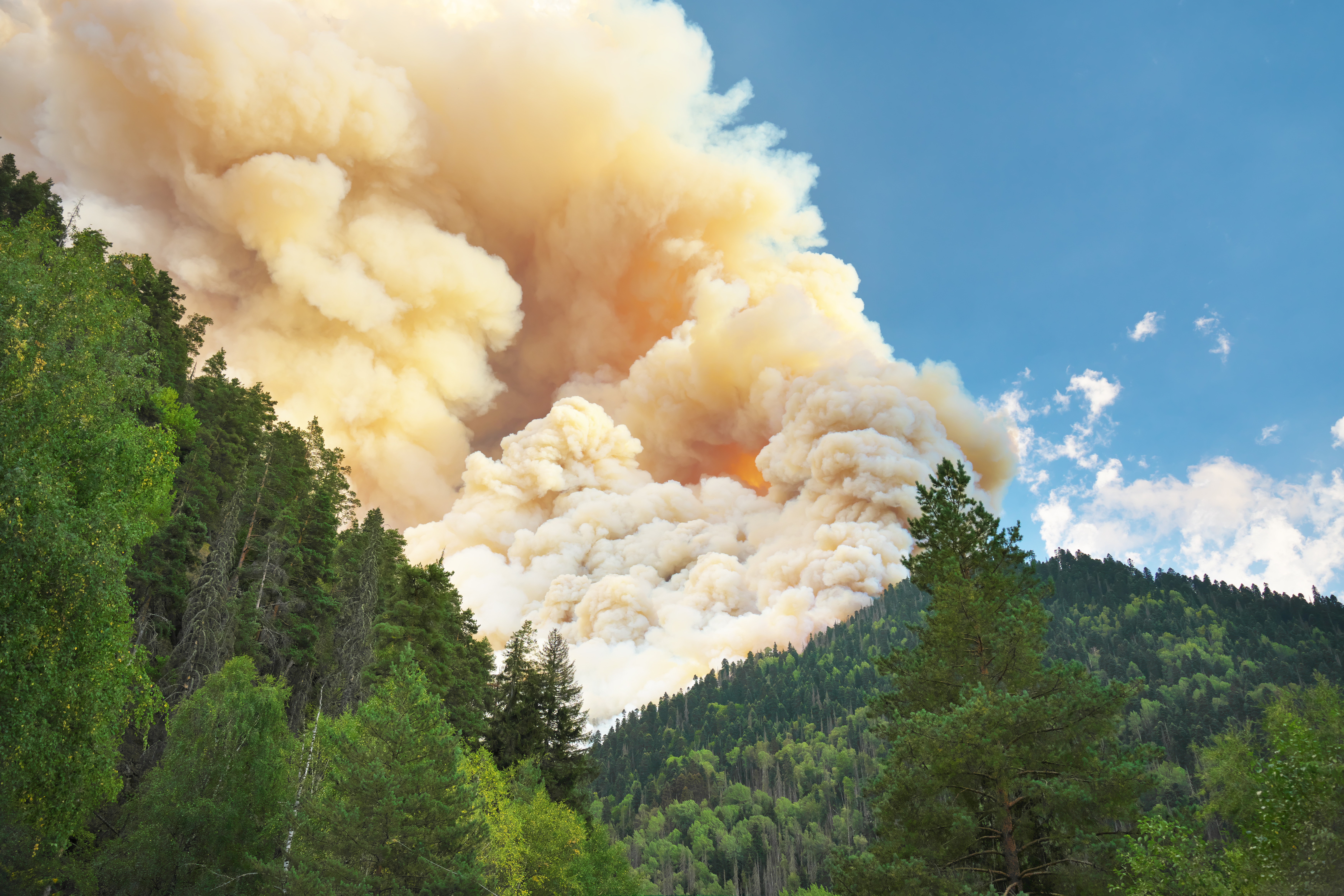 natural-disaster-of-fire-in-mountain-forest-2025-02-22-19-44-30-utc